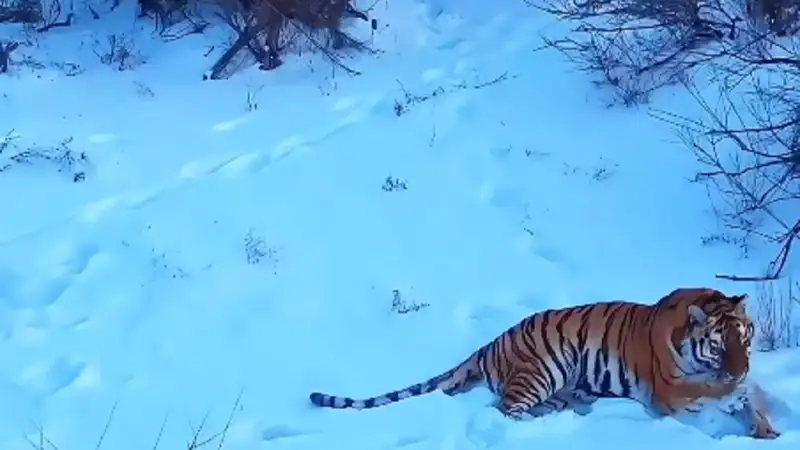 Первая зимовка амурских тигров в Иле-Балхашском резервате - видео 
