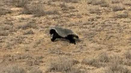 Honey badger photographed in Ustyurt State Nature Reserve