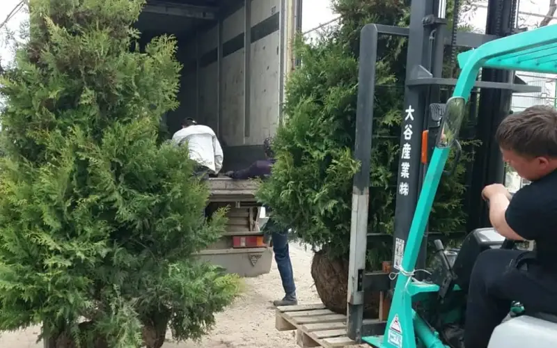 Қазақстанда табиғи шыршалар қалай өсіріледі