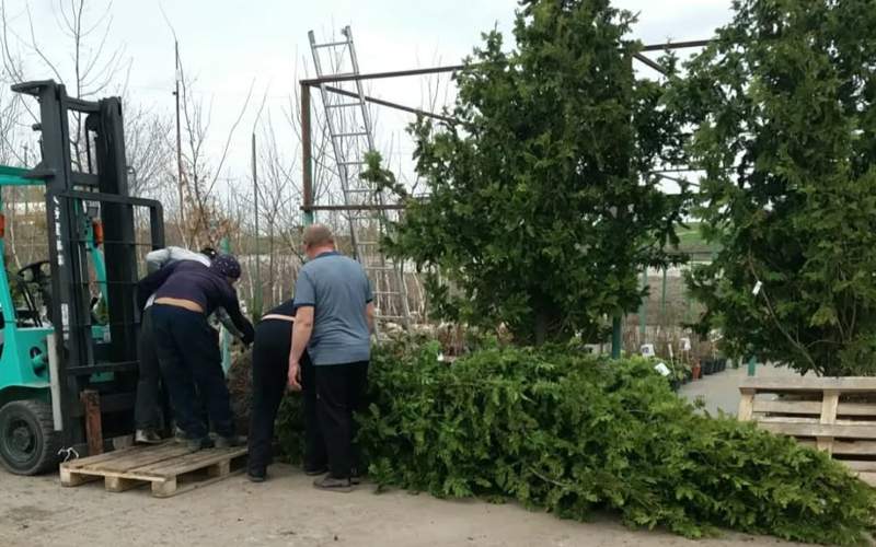 Qazaqstanda tabıǵı shyrshalar qalaı ósiriledi