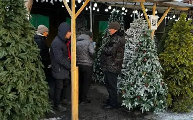 Қазақстанда табиғи шыршалар қалай өсіріледі