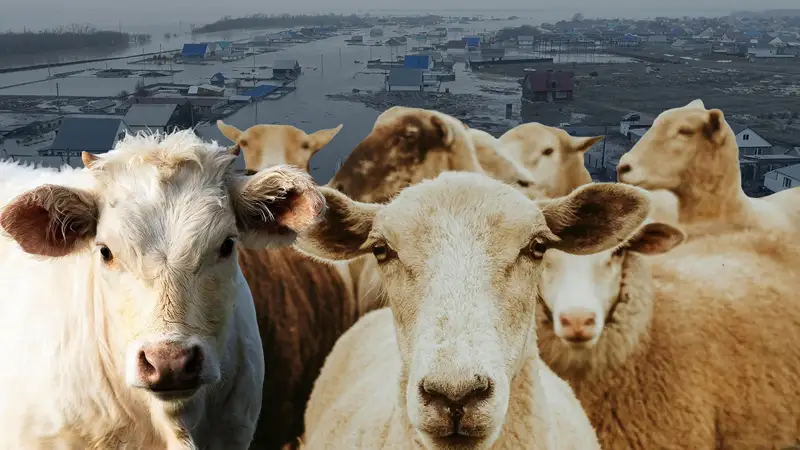 Тасқыннан қырылған 11,5 мың малдың 13 пайызын өзге шаруалар малдай өтеп берген