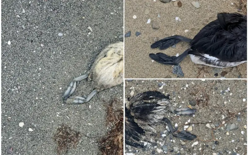 Массового падежа нет: гибель птиц на берегу Каспия изучают специалисты
