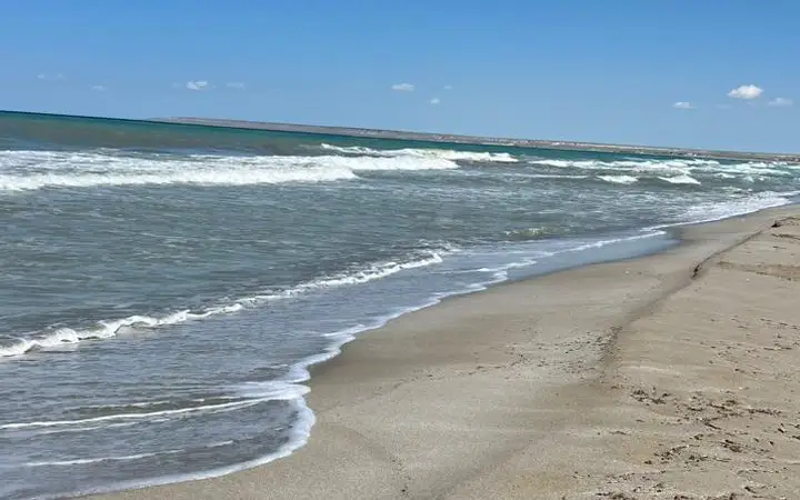 Ақтауда теңіз жағасынан табылған құстардың өлексесін мамандар зерттейді