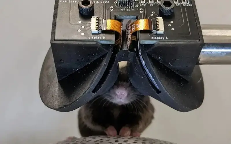 Олимлар сичқонлар учун мўлжалланган VR-кўзойнаклари ёрдамида мияни ўрганишмоқда