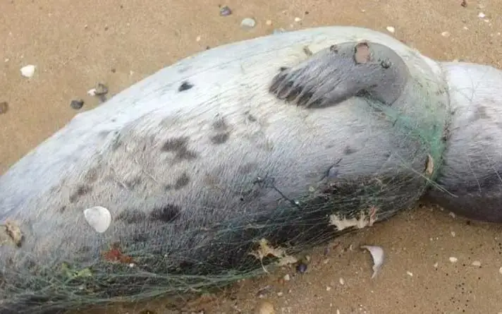 Neuroinfection caused mass die-off of Caspian seals - experts 