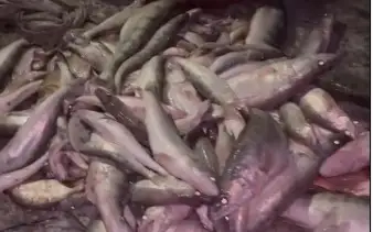 Jetisý oblysynda brakonerlerden 200 keliden astam balyq tárkilendi