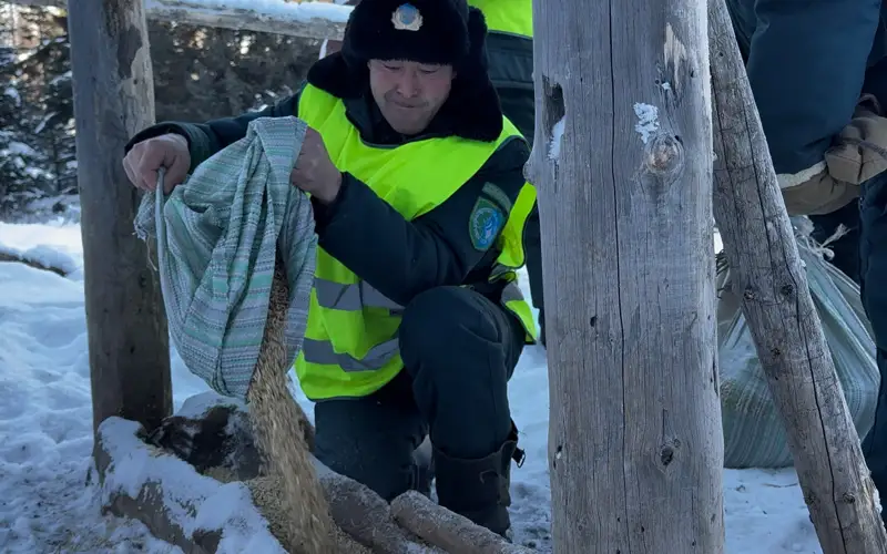 подкормка животных