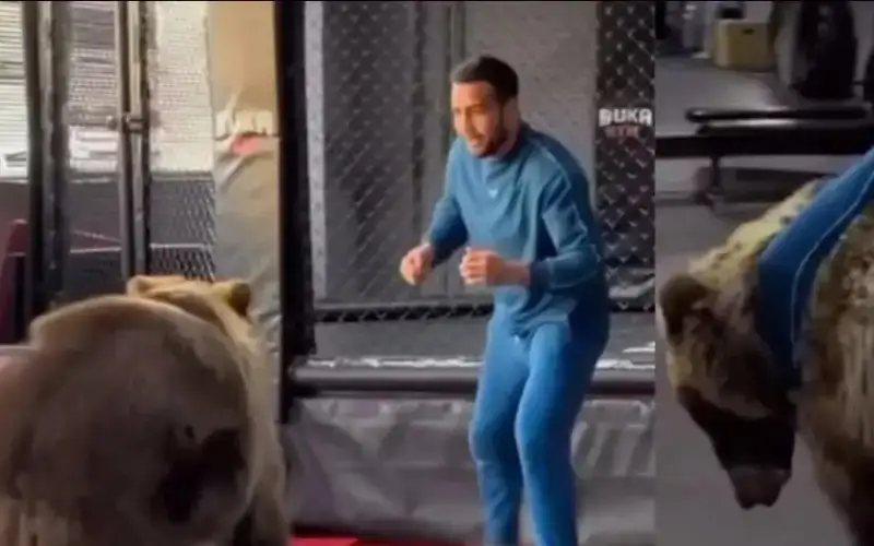 Ўзбекистонлик боксчи айиқ билан жанг қилгани учун жаримага тортилди