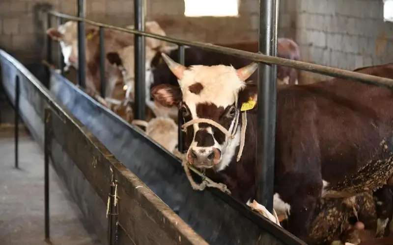 крс скот корова