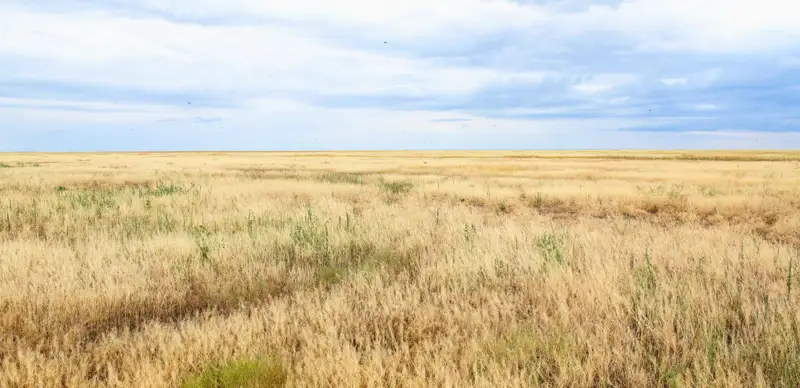 поле, земля 