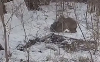 рысь напала на кота в ВКО