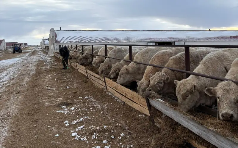 скот крс животные корова