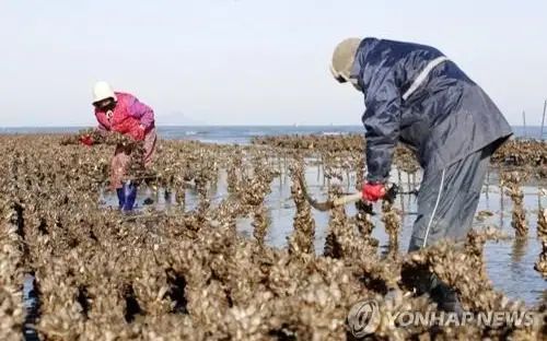 South Korea eyes to become top oyster exporter by 2030