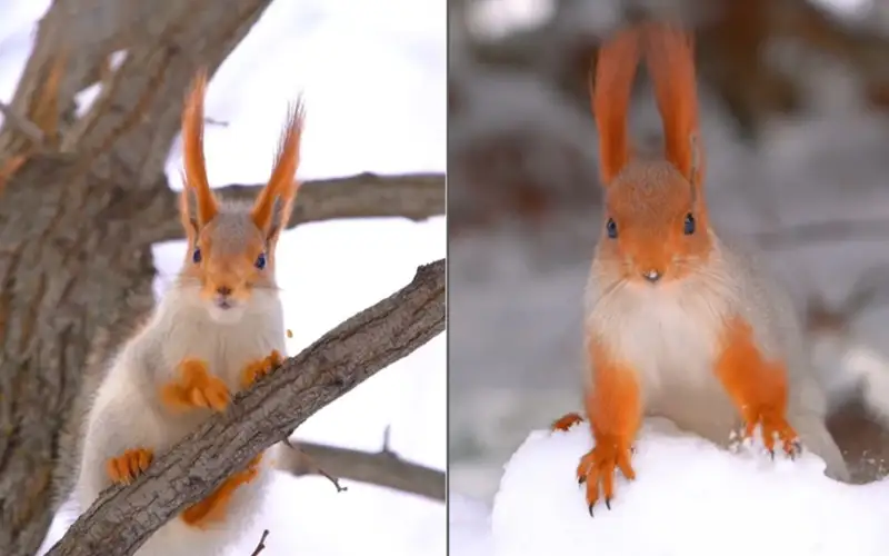 Cute winter squirrel melts hearts in an adorable video by Almaty photographer 