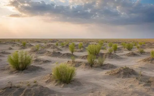 посадка леса на дне высохшего Аральского моря