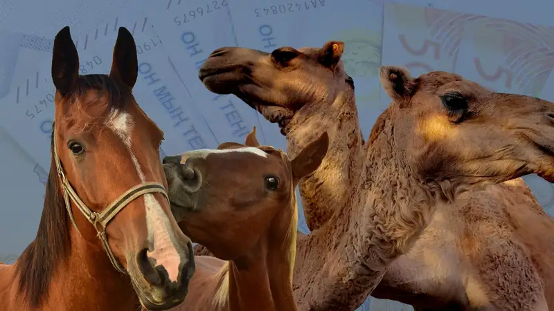 Лошадь, верблюд
