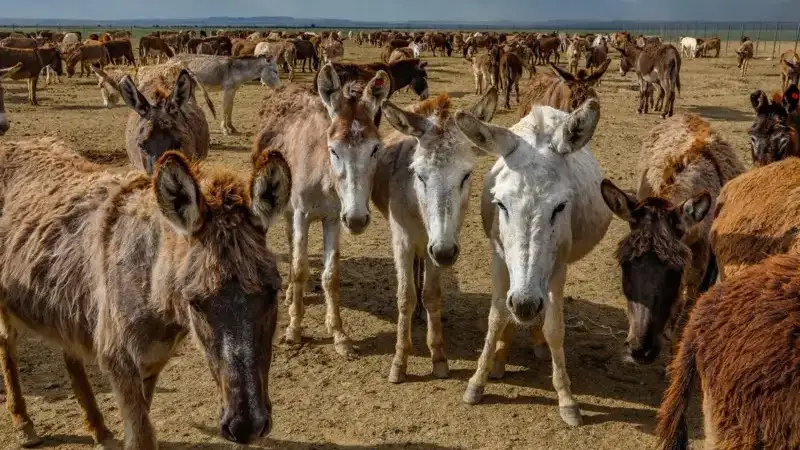 Алматы маңындағы екі мыңдай есек Қытайға экспортталды ма