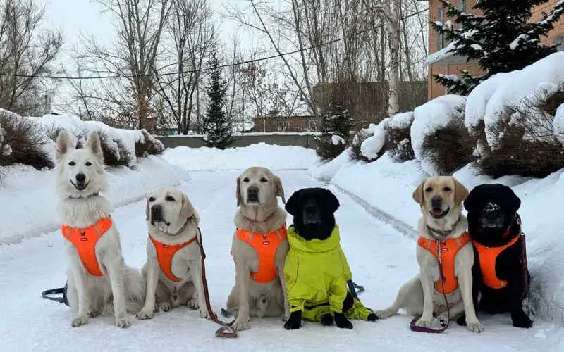 Собаки спасатели 