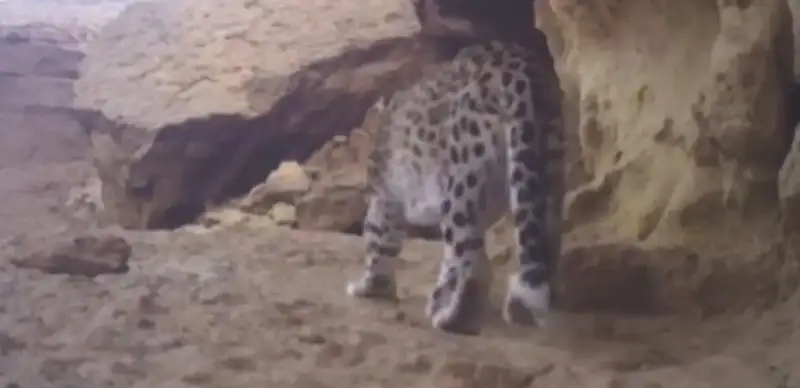 Persian leopard 