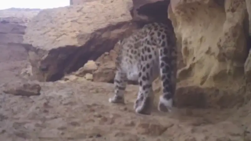 Находящийся на грани исчезновения леопард попал на камеру в Мангистау