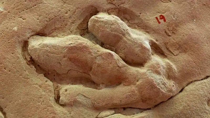 Dinosaur tracks in northwest China uncover secrets of Cretaceous behaviour