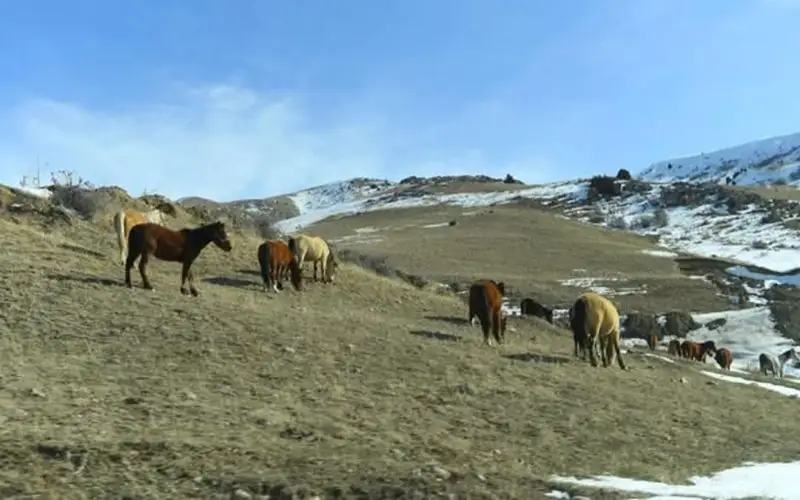 Подсолнечное поле под снегом в Алтае