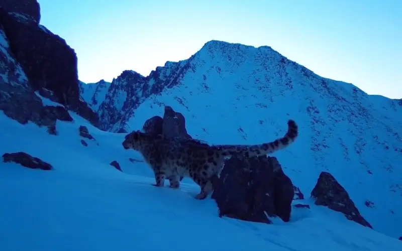 снежный барс