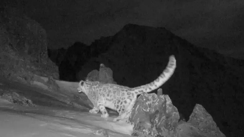 Шығыс Қазақстанда қар барысы фототұзаққа түсіп қалды