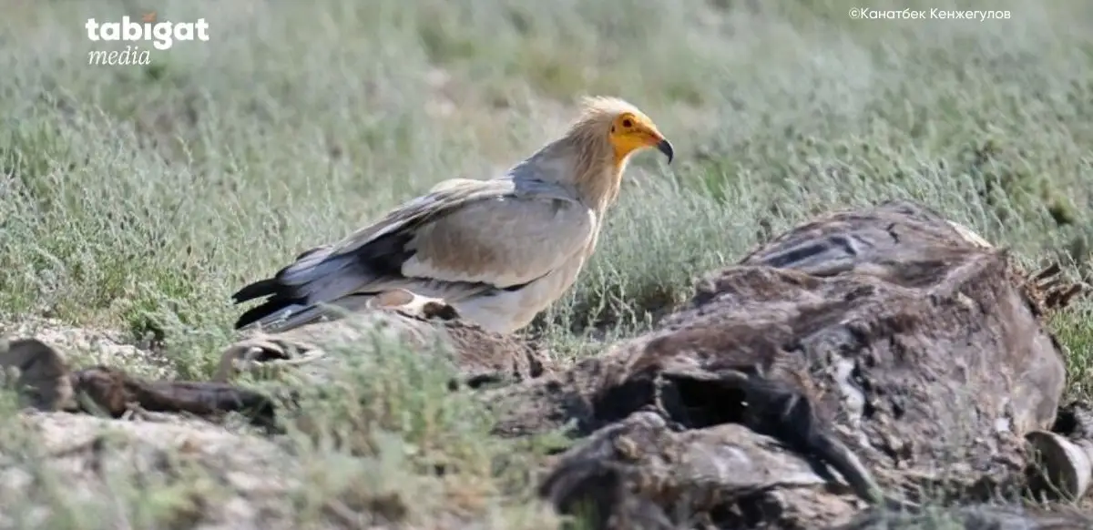 Қаншықтардың тұсқағазы