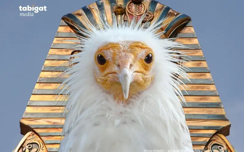 Жалаңаш қаншық тұсқағаздар