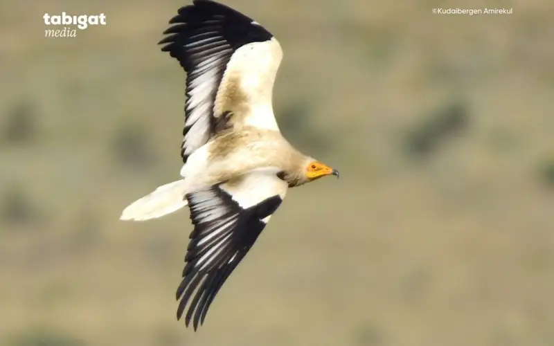 Волочкованың секс-порно фотосуреттері Шлюздермен дөрекі секс