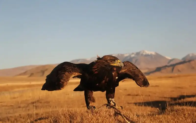 Egyptian vulture