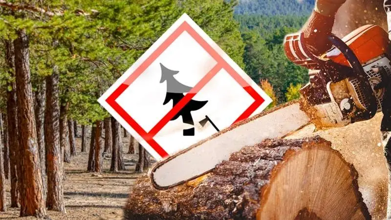 вырубка деревьев, ағаш кесу