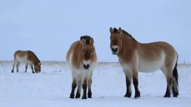 How Przewalski's horses overwinter in Turgay steppes in Kostanay region