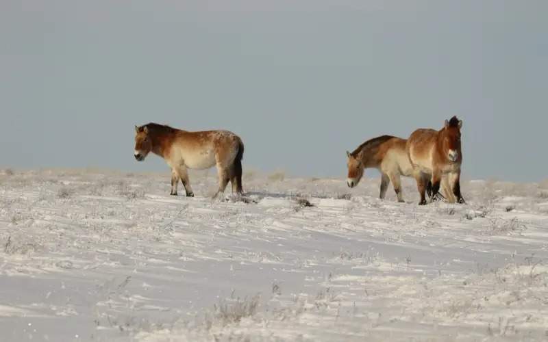 Przewalski's horses 