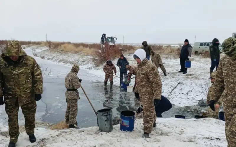 8,5 млн штук молоди рыбы спасено на водоканале Баксай в Атырауской области