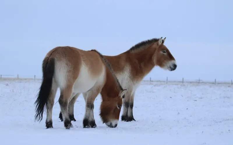 How Przewalski's horses overwinter in Turgay steppes in Kostanay region