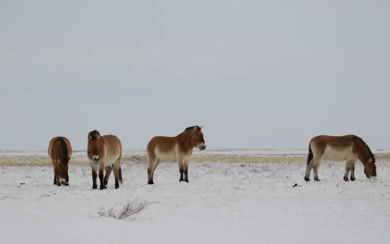 Przewalski's horses 