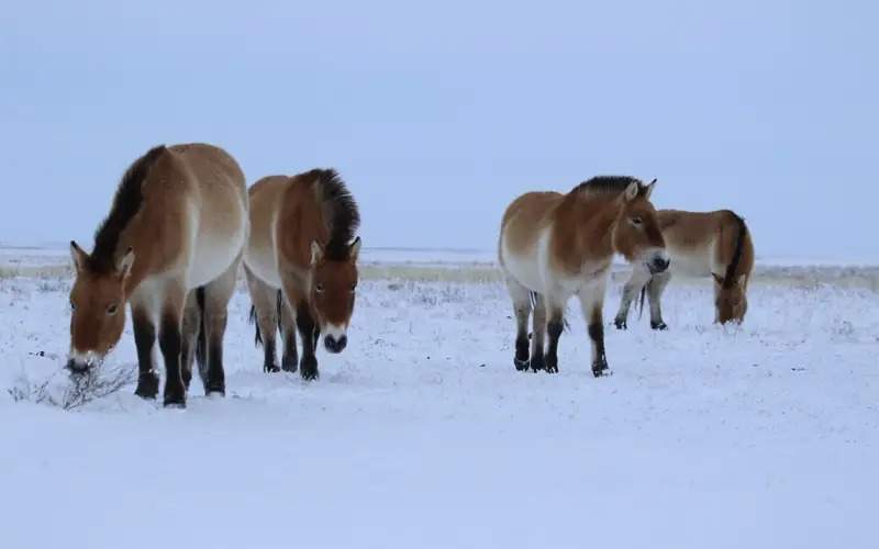 How Przewalski's horses overwinter in Turgay steppes in Kostanay region