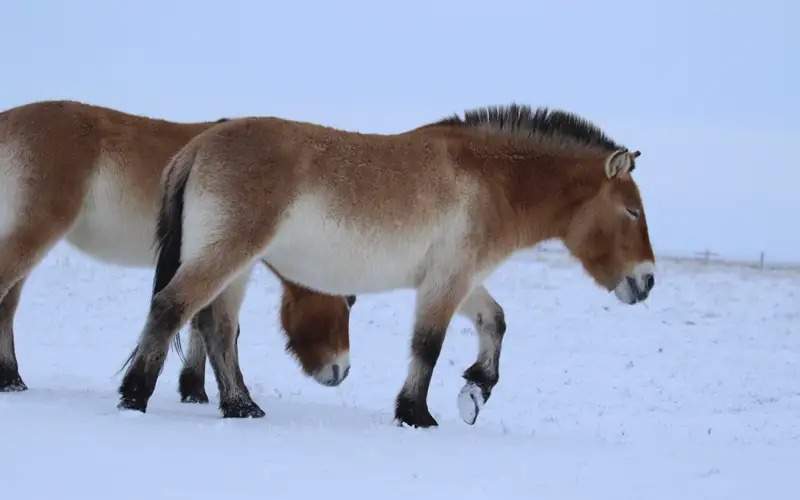 Przewalski's horses 