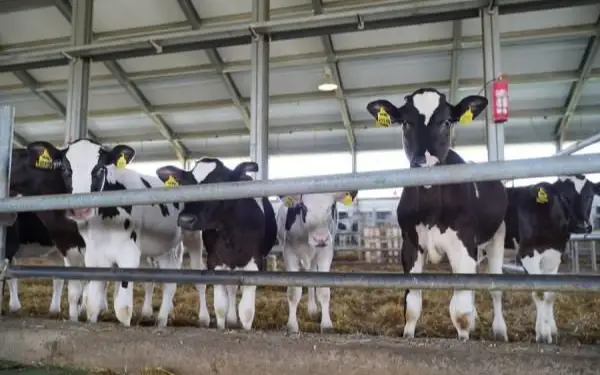 Костанайские производители молока жалуются на нехватку коров и кадров