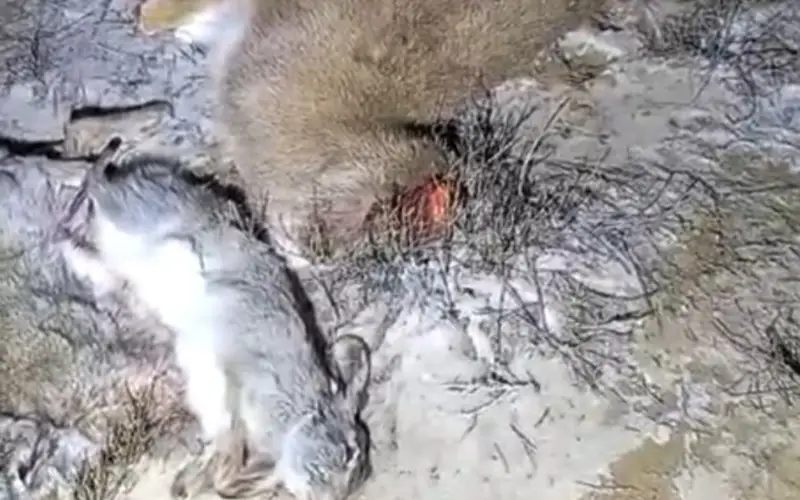 Алматы облысында қарақұйрықты атып алған браконьерлер ұсталды