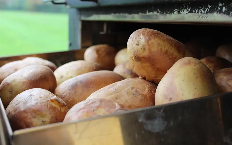 На рынке «Алтын Орда» цены на картофель выросли сразу на 28% 