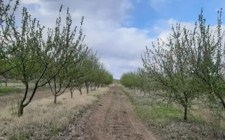 яблоневые сады