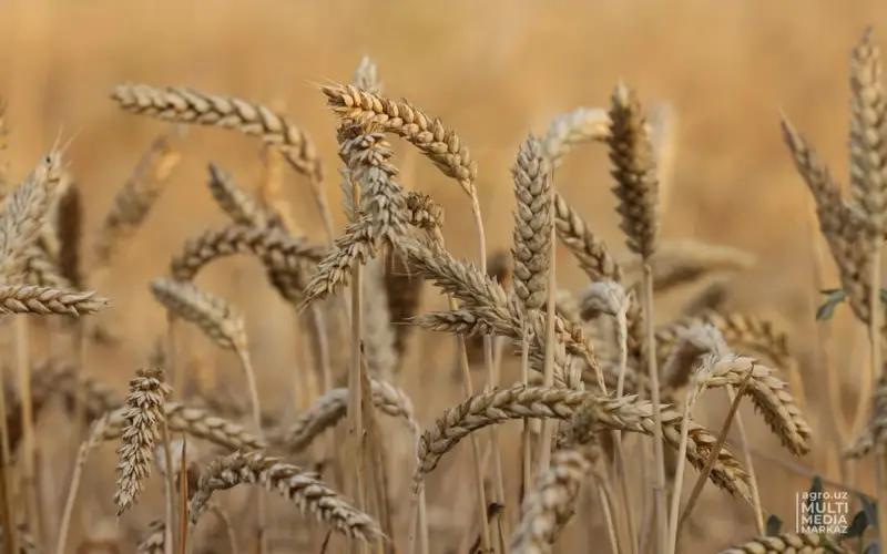 бидай, астық