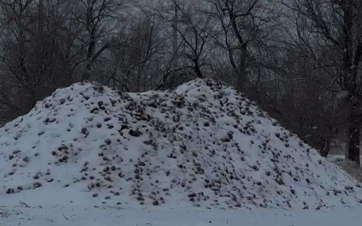 свекла под снегом