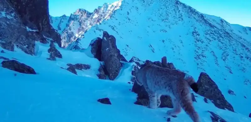 Lynx caught on trap camera in E Kazakhstan region