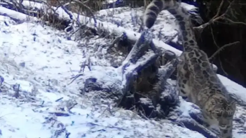 Red-listed snow leopard and Turkistan lynx spotted on trap camera in Kolsay