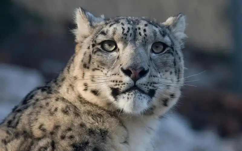 Snow leopard cub spotted on road in Zhetysu region